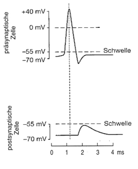Diagramm mit präsynaptischem Aktionspotenzial und postsynaptischer kleiner Depolarisation, Schwellenlinien, Achsen: mV und ms.